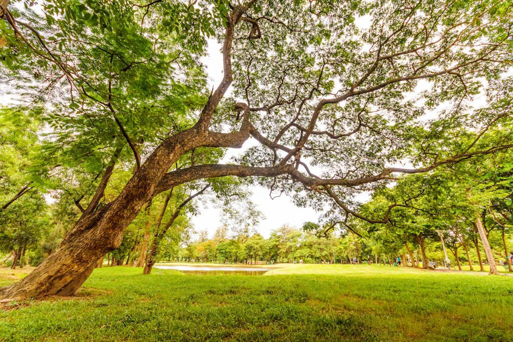 A serene park scene with a sprawling tree offering shade over lush green grass, perfect for a summer day.